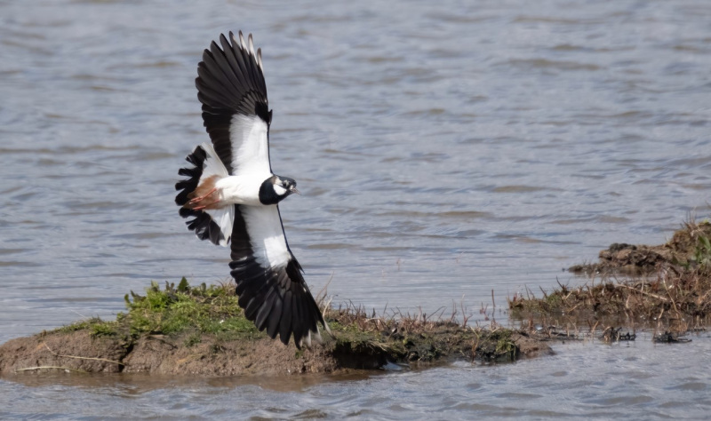 West Sussex Coastal Walking, Wildlife and Wonder