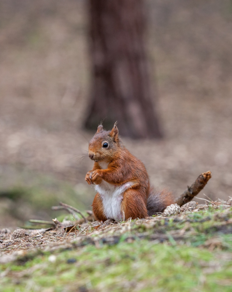 England’s Coast – alive with nature and wildlife 