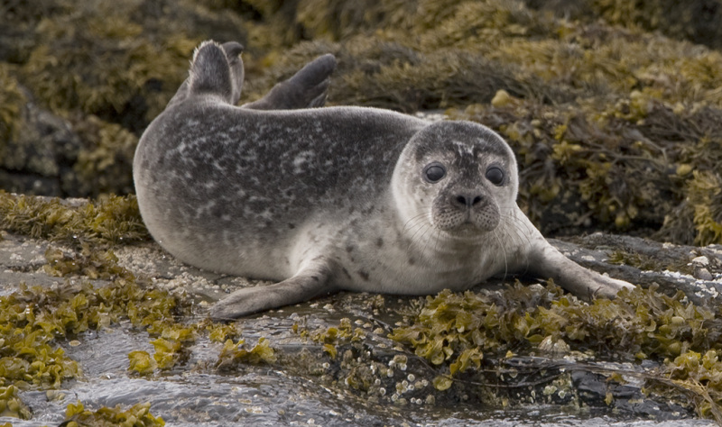 Yorkshire Coast Nature