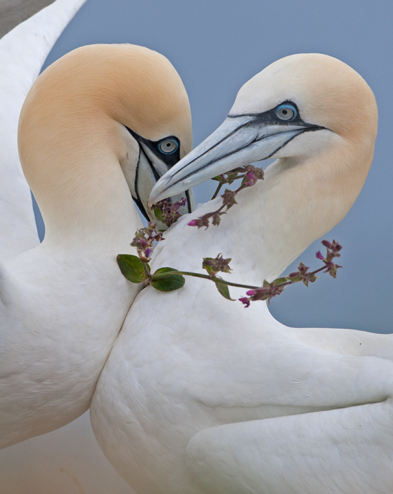 Yorkshire Coast Nature