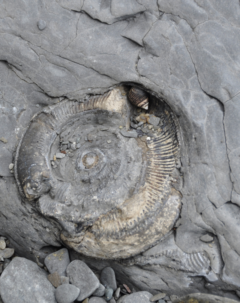 Fossil-hunting on the beach