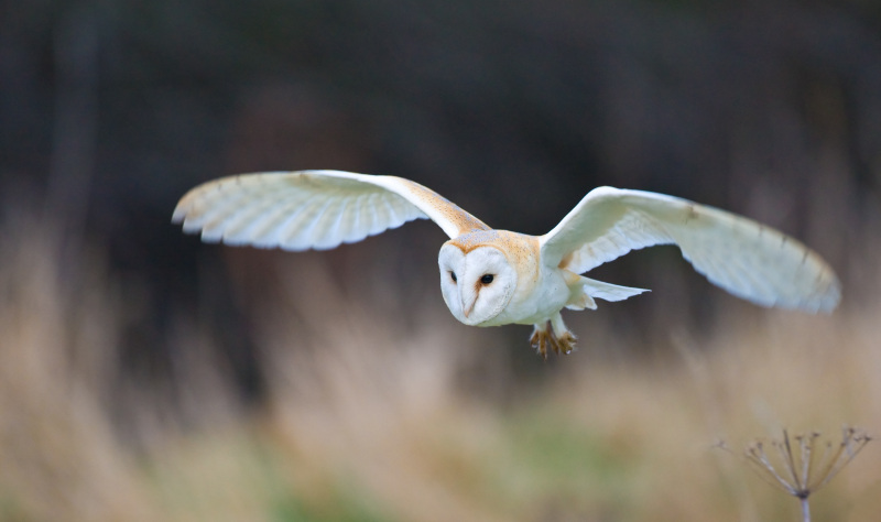 Amazing autumn experiences on the North York Moors 