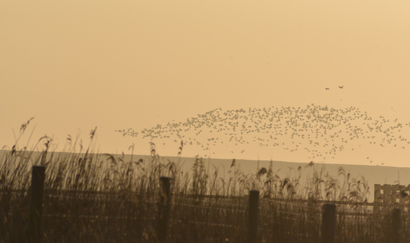 Seaside fun and awesome wildlife on the Lincolnshire coast 