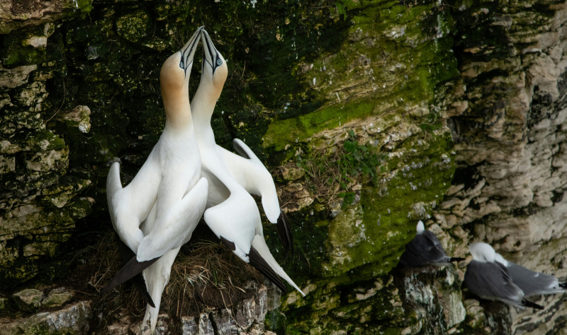 A Coast for All… Dark Skies and Nature 