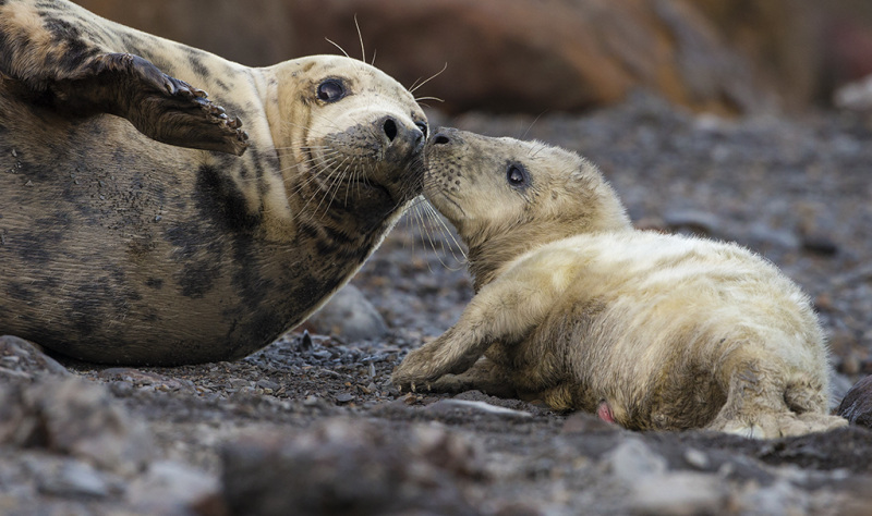 England’s Coast – alive with nature and wildlife 