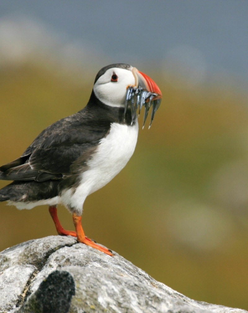 England’s Coast – alive with nature and wildlife 