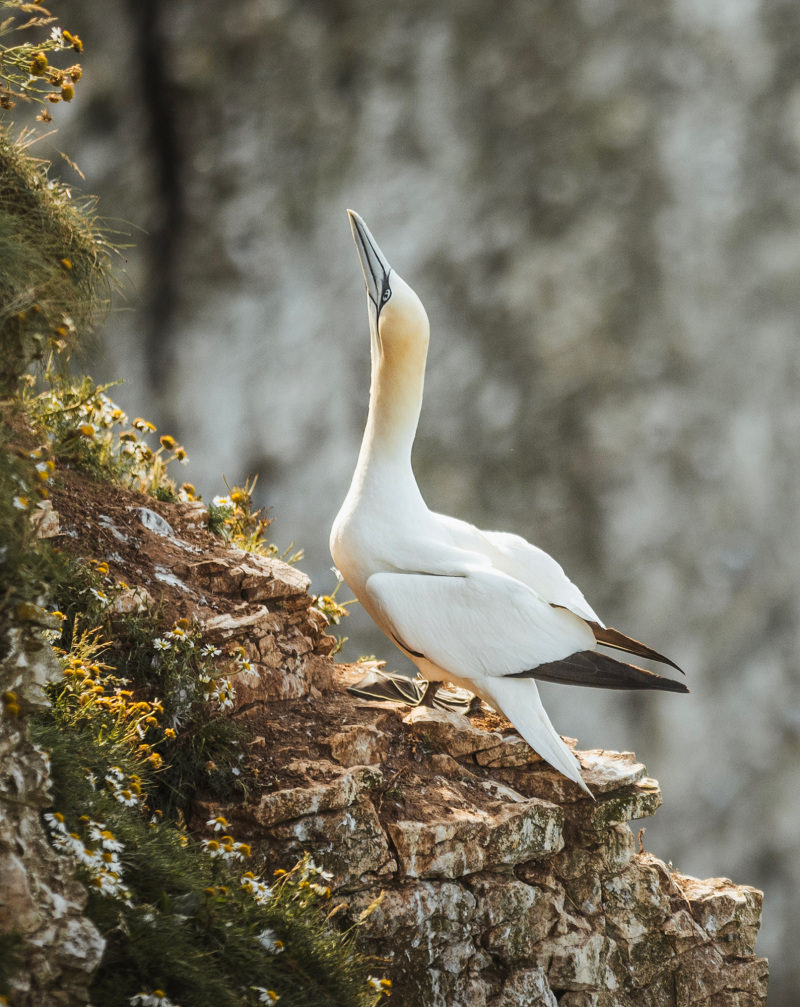 Spring splendour on  East Yorkshire Coast 