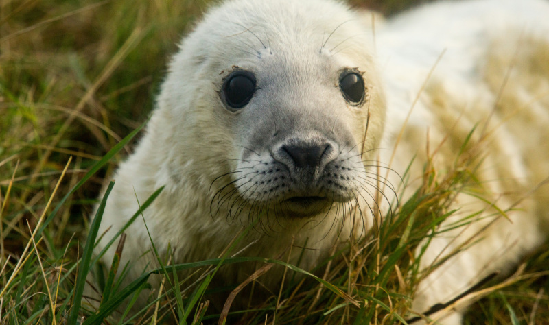 Seaside fun and awesome wildlife on the Lincolnshire coast 