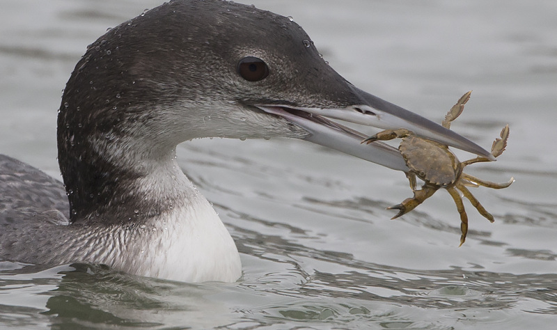 Yorkshire Coast Nature