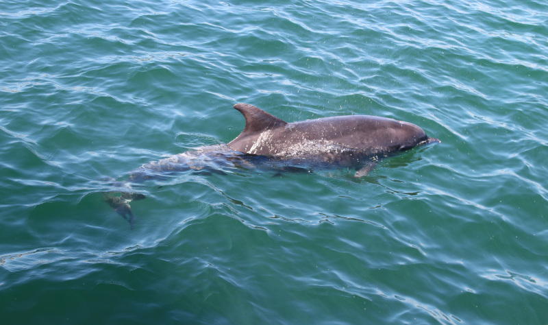 England’s Coast – alive with nature and wildlife 